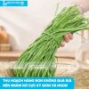 Rau Tiến Vua Khô Loại 1, Được Sấy Lạnh, Ăn Rất Giòn, Dai và Ngọt, Dùng Trộn Gỏi, Nhúng Lẩu Rất Ngon