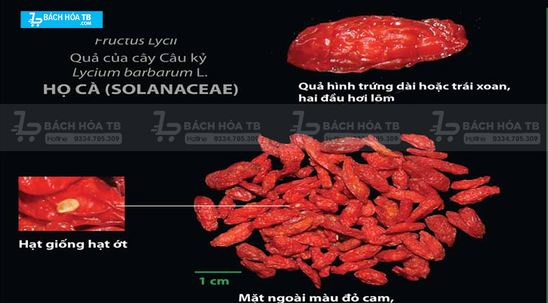 Câu kỷ tử (Địa cốt tử) là cây gì?